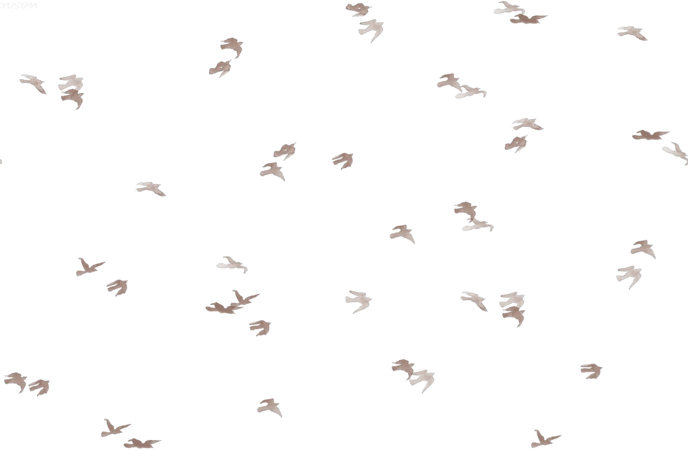 Birdflight Snowwhite Grey