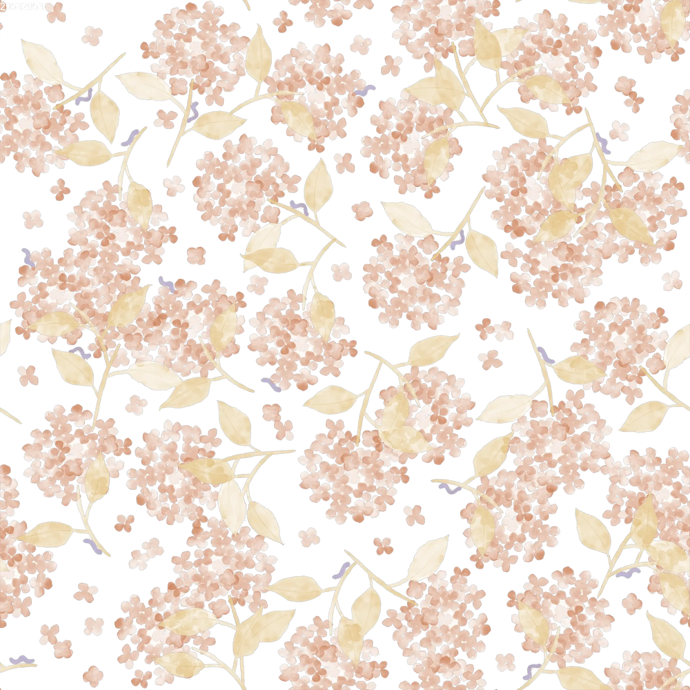 Hortensia Pink White