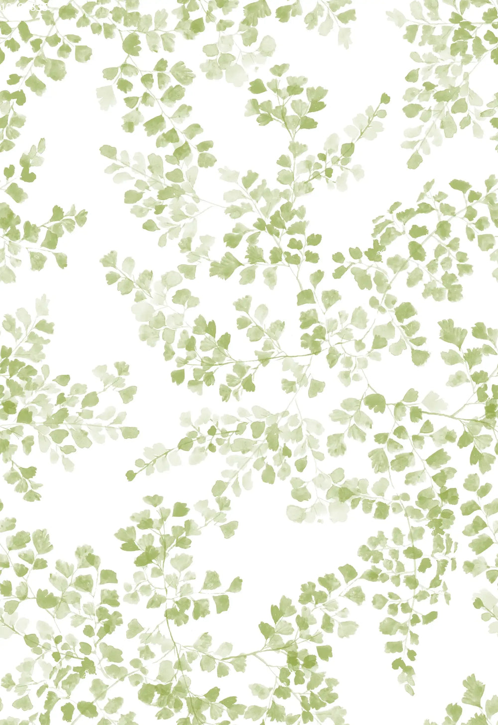 Maidenhair